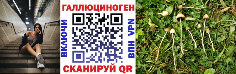 даркнет сайт  Рыбинск  Галлюциногенные грибы Psilocybe 